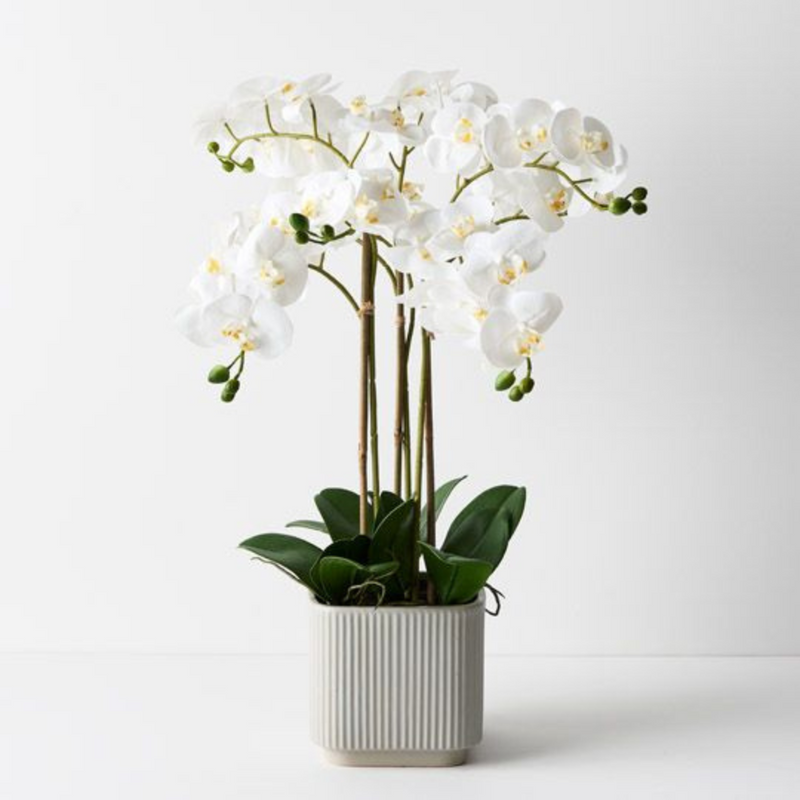Ronis Orchid Phalaenopsis in Silo Pot White 63cmh