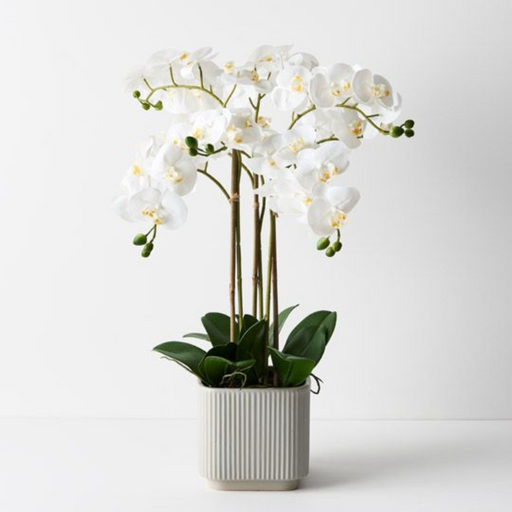 Ronis Orchid Phalaenopsis in Silo Pot White 63cmh