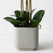 Ronis Orchid Phalaenopsis in Silo Pot White 63cmh