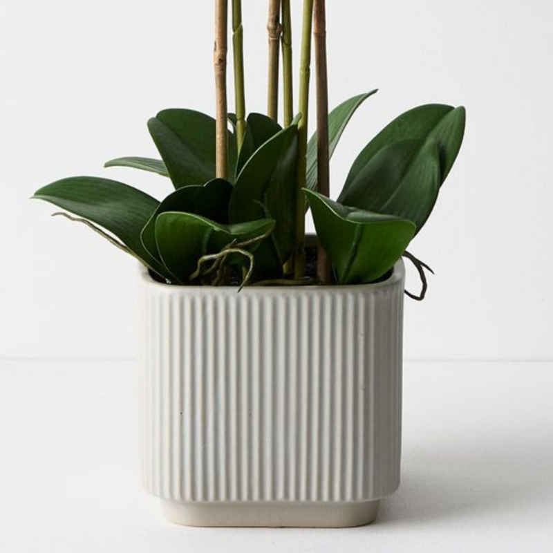 Ronis Orchid Phalaenopsis in Silo Pot White 63cmh