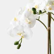 Ronis Orchid Phalaenopsis in Silo Pot White 63cmh