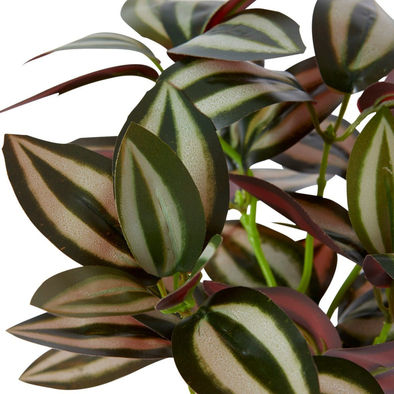 Wandering Jew Bush Variegated 20x20x28cm
