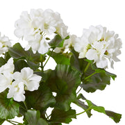 Geranium (Outdoor) Bush White 23x26x41cm – thumbnail