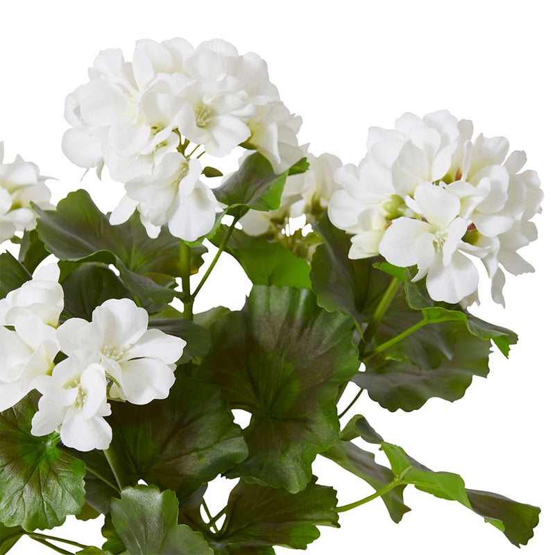 Geranium (Outdoor) Bush White 23x26x41cm