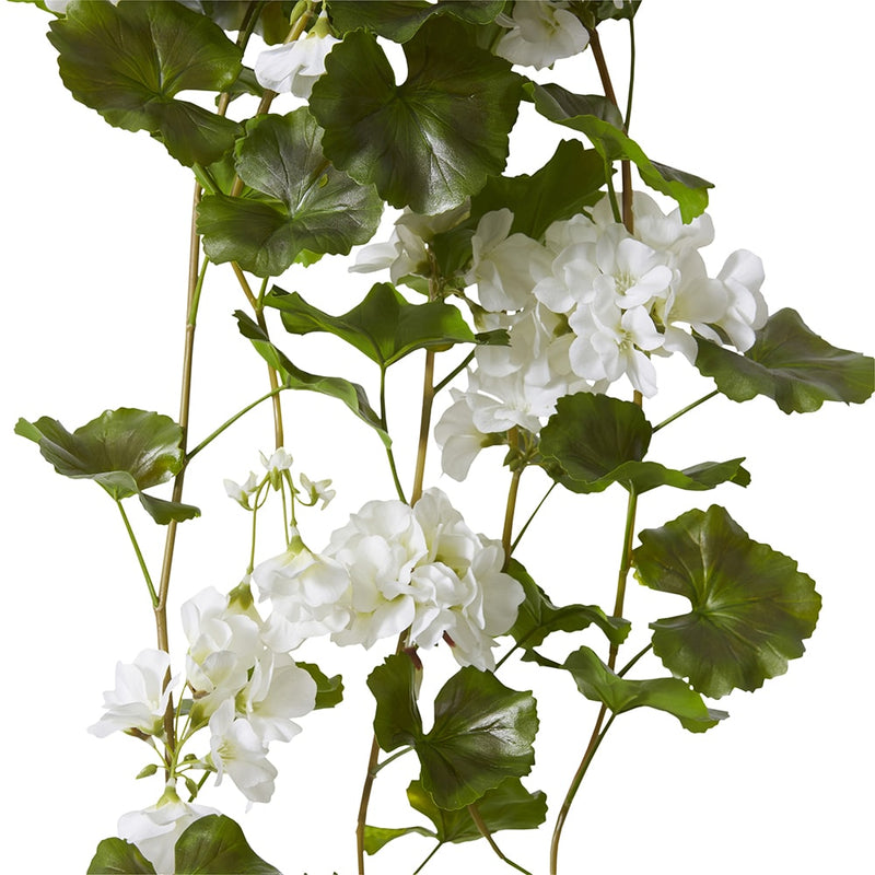 Geranium (Outdoor) Bush White 69x76x86cm