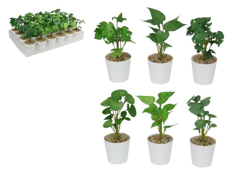 GREEN LEAF PLANT IN WHITE POT 15CM