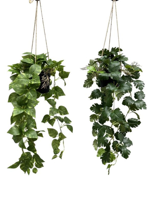 Hanging Plant 2 Assorted 70cm