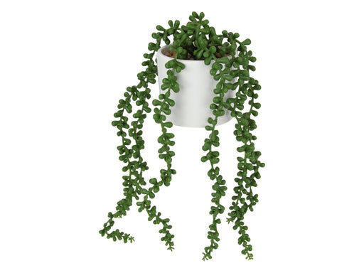 38CM STRING OF PEARLS PLANT WHITE POT