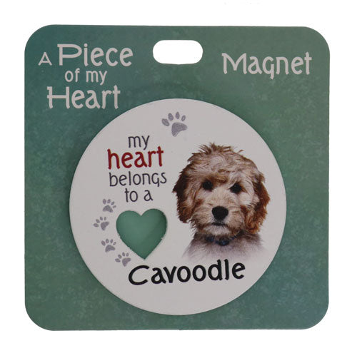 Cute Cavoodle dog magnet collectible.