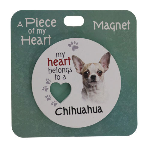 Cute short-haired Chihuahua magnet collectible.