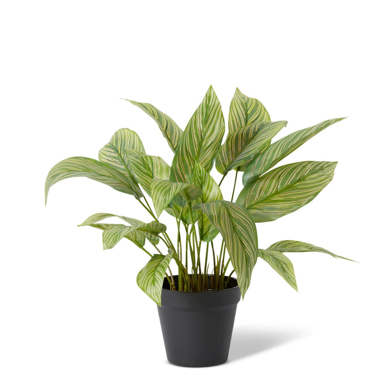 Artificial variegated calathea plant in pot 43cm