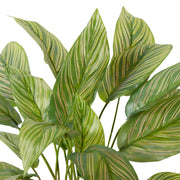 Calathea Plant Potted Variegated 35x35x43cm – thumbnail