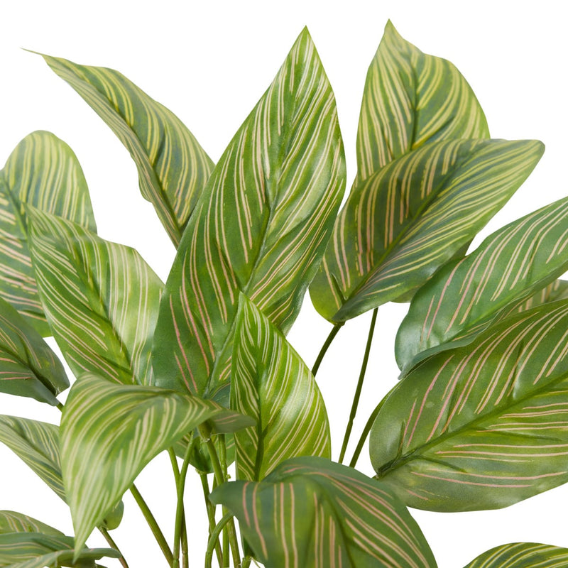 Calathea Plant Potted Variegated 35x35x43cm