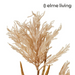 Ronis Pampas Field Grass Decor Spra Light Brown 30x30x120cm