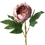 Peony Dusty Pink 58cml