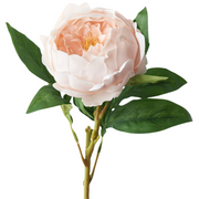 Peony Soft Pink 58cml
