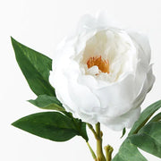 Peony Winter White 58cml