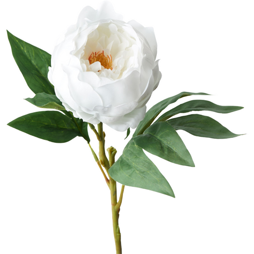 Peony Winter White 58cml