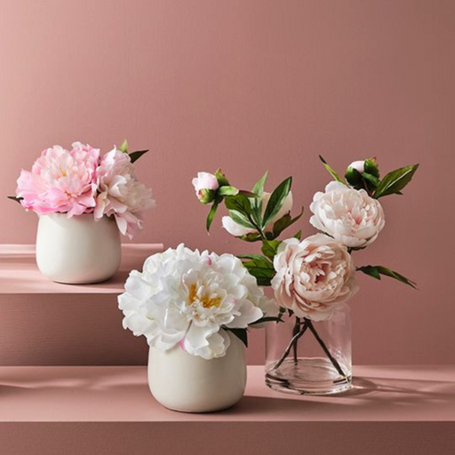 Ronis Peony Mix in Pot White 22cmh