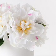 Ronis Peony Mix in Pot White 30cmh – thumbnail