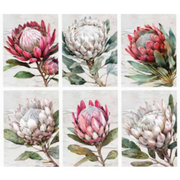 Ronis Perfect Protea Canvas 60x80cm Assorted