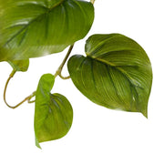 Philodendron Hanging Bush Green 91cml