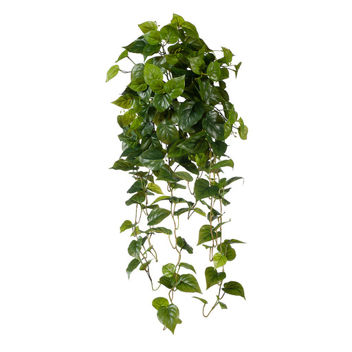 Philodendron Hanging Bush Green 91cml