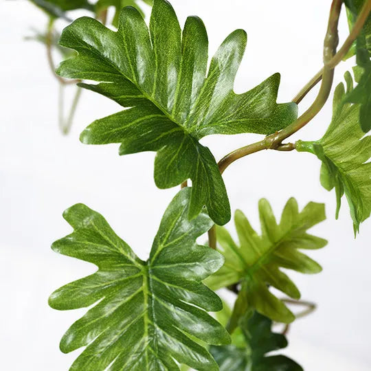 Philodendron Selloum Hanging Bush Green 91cml