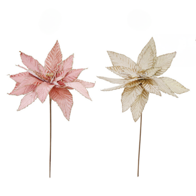 Poinsettia Stem Creme Blush 55cm 2 Asstd