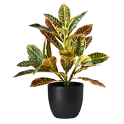 Croton in Pot Green Red 26cmh – thumbnail