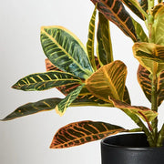 Croton in Pot Green Red 26cmh – thumbnail