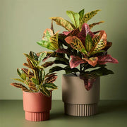 Croton in Pot Green Red 26cmh – thumbnail