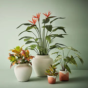 Croton in Pot Green Red 26cmh – thumbnail