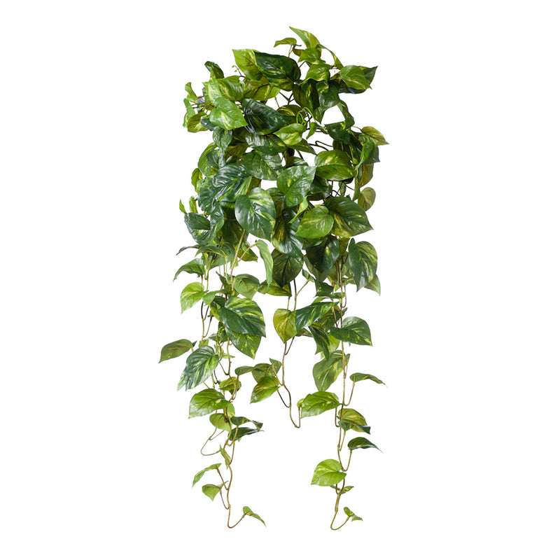 Pothos Hanging Bush Variegated 91cml