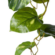 Pothos Hanging Bush Variegated 91cml