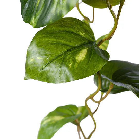 Pothos Hanging Bush Variegated 91cml
