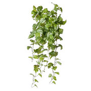 Pothos Marble Hanging Bush Variegated 91cml – thumbnail