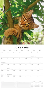 2027 Square Wall Calendar Adorable Cats image 4 – thumbnail