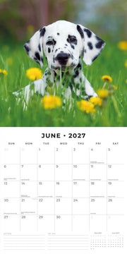 2027 Square Wall Calendar Cute Puppies image 4 – thumbnail