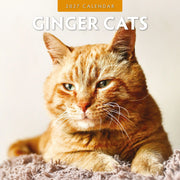 2027 square wall calendar featuring ginger cats – thumbnail