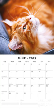 2027 Square Wall Calendar Ginger Cats image 4 – thumbnail