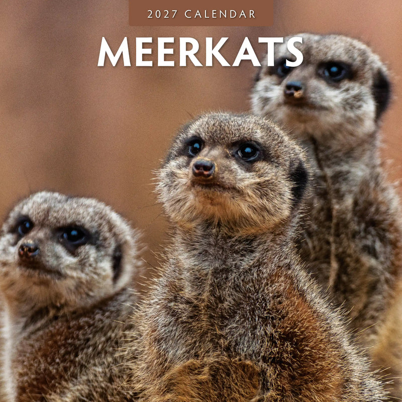 2027 square wall calendar featuring meerkats