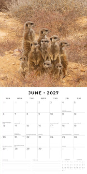 2027 Square Wall Calendar Meerkats image 4 – thumbnail