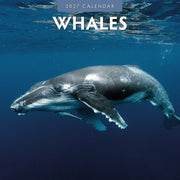 2027 square wall calendar featuring whales – thumbnail