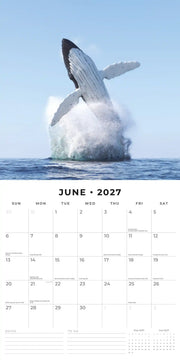 2027 Square Wall Calendar Whales image 4 – thumbnail