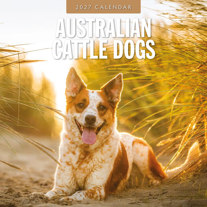 2027 square wall calendar featuring Australian Cattle Dogs