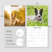 2027 Square Wall Calendar Australian Cattle Dogs image 3 – thumbnail