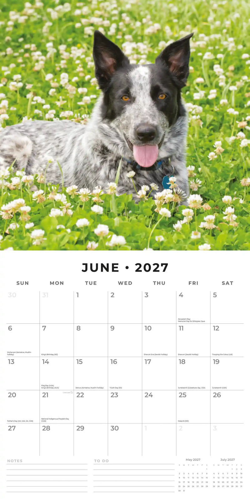 2027 Square Wall Calendar Australian Cattle Dogs image 4