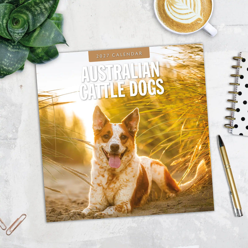 2027 Square Wall Calendar Australian Cattle Dogs image 5