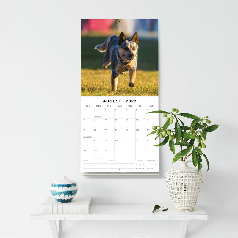 2027 Square Wall Calendar Australian Cattle Dogs image 6